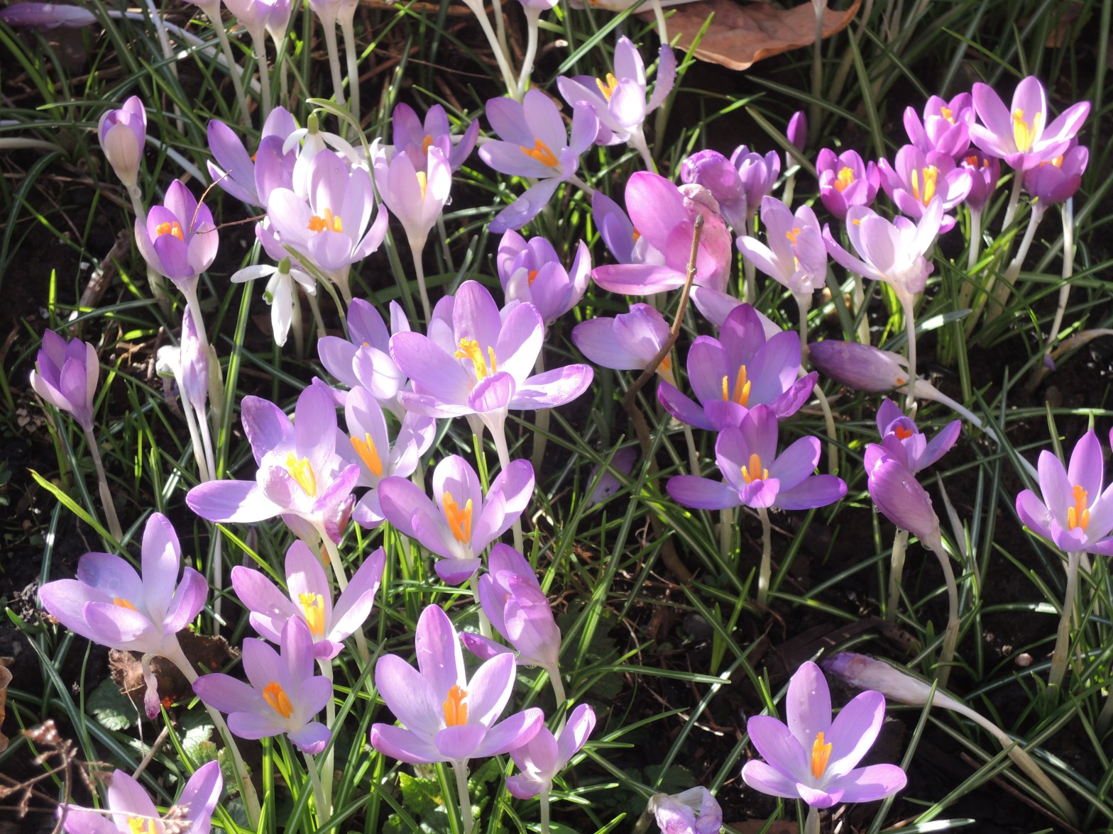 Crocuses in the Horsham Museum garden