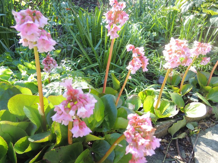 Spring arrives in Museum&nbsp;garden!