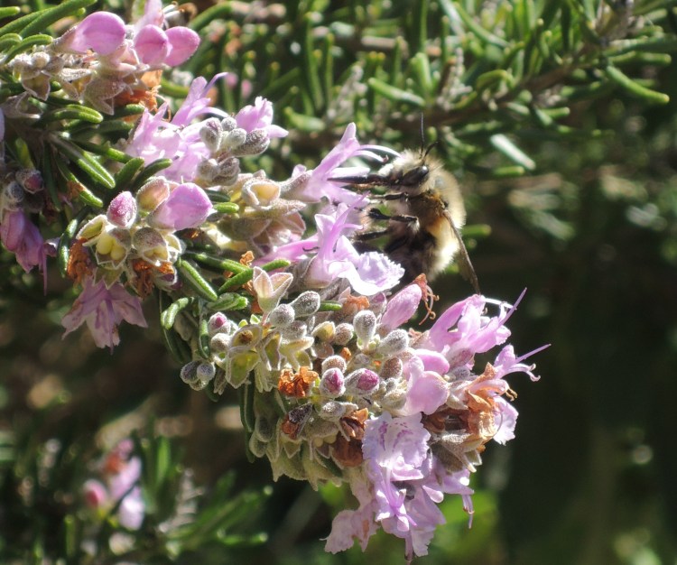 National Gardening Day – Museum garden in&nbsp;bloom