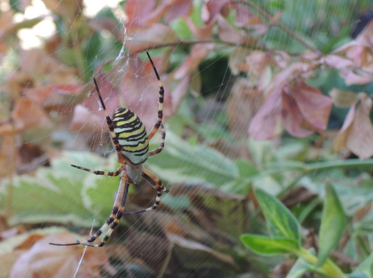 Wonderful wildlife in Horsham Museum&nbsp;garden